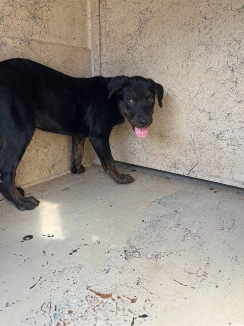 Photo of A480840, adoptable Rottweiler in Oklahoma City, Oklahoma