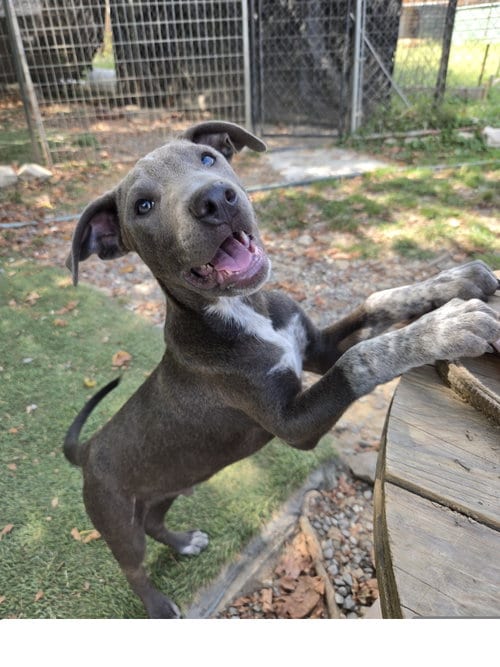 Photo of Smoke, adoptable Staffordshire Bull Terrier in Tracy City, Tennessee