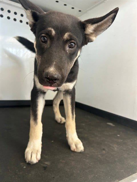 Photo of A171016, adoptable German Shepherd Dog in Bakersfield, California