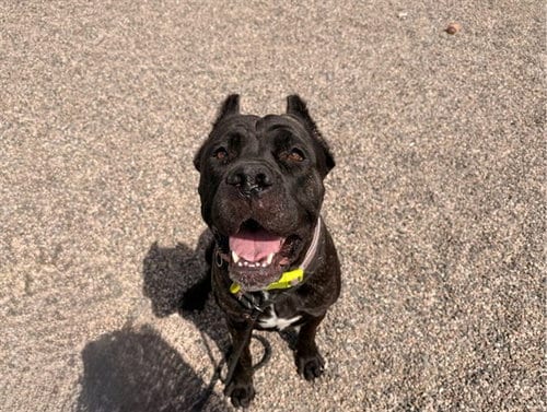Photo of Athena, adoptable Cane Corso Mastiff in Mesa, Arizona