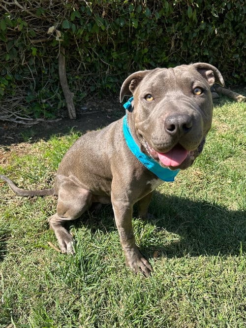 Photo of Boris, adoptable American Pit Bull Terrier in Redlands, California