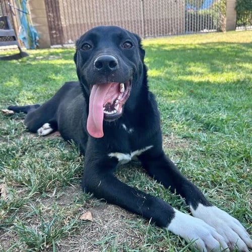 Photo of Kuromi, adoptable Pit Bull Terrier in Riverside, California