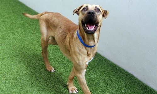 Photo of Needoh, adoptable Black Mouth Cur in Ft Lauderdale, Florida