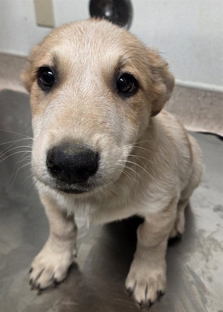Photo of Enzo, adoptable Labrador Retriever in Bakersfield, California