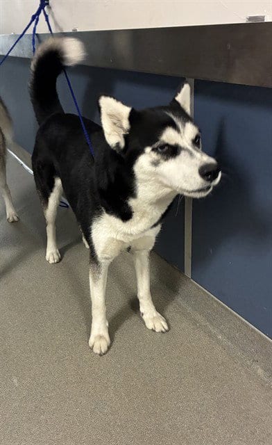 Photo of Cindy, adoptable Siberian Husky in Miami, Florida
