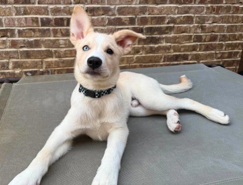 Photo of Murphy, adoptable Siberian Husky in Carrollton, Texas