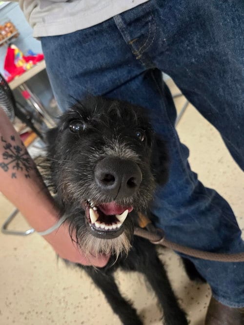 Photo of Marley, adoptable Schnauzer in Albemarle, North Carolina
