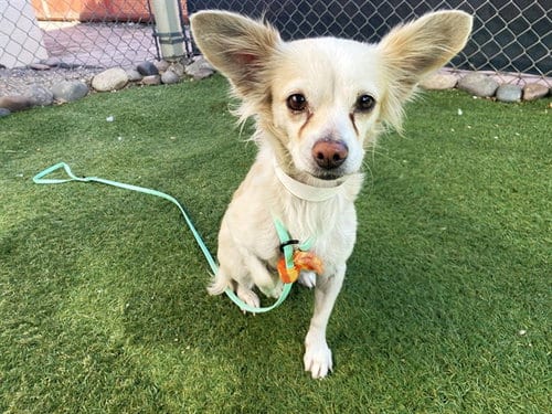 Photo of Lucy, adoptable Chihuahua in Phoenix, Arizona