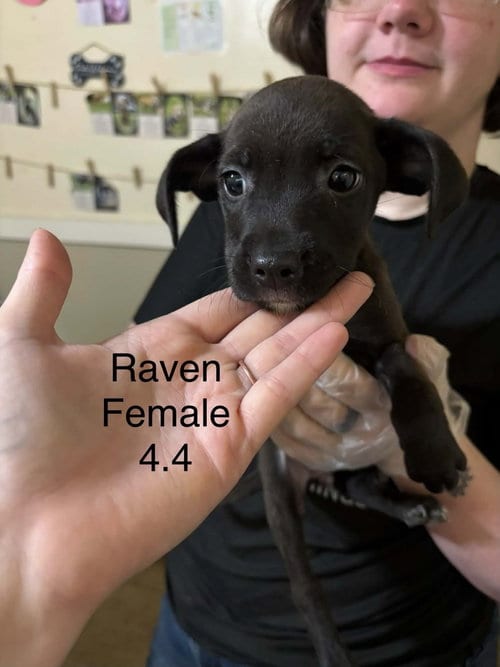 Photo of Johnson Rs : Raven, adoptable Boxer in Aurora, Indiana