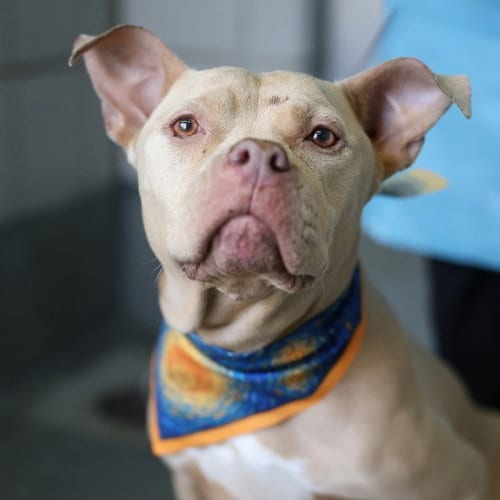 Photo of Nala, adoptable American Staffordshire Terrier in San Antonio, Texas