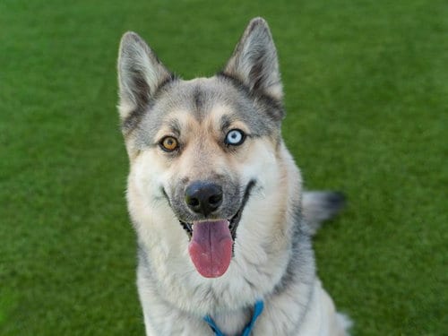 Photo of Klondike, adoptable Siberian Husky in Martinez, California