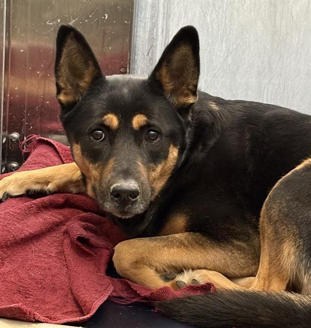 Photo of Bella, adoptable German Pinscher mix
