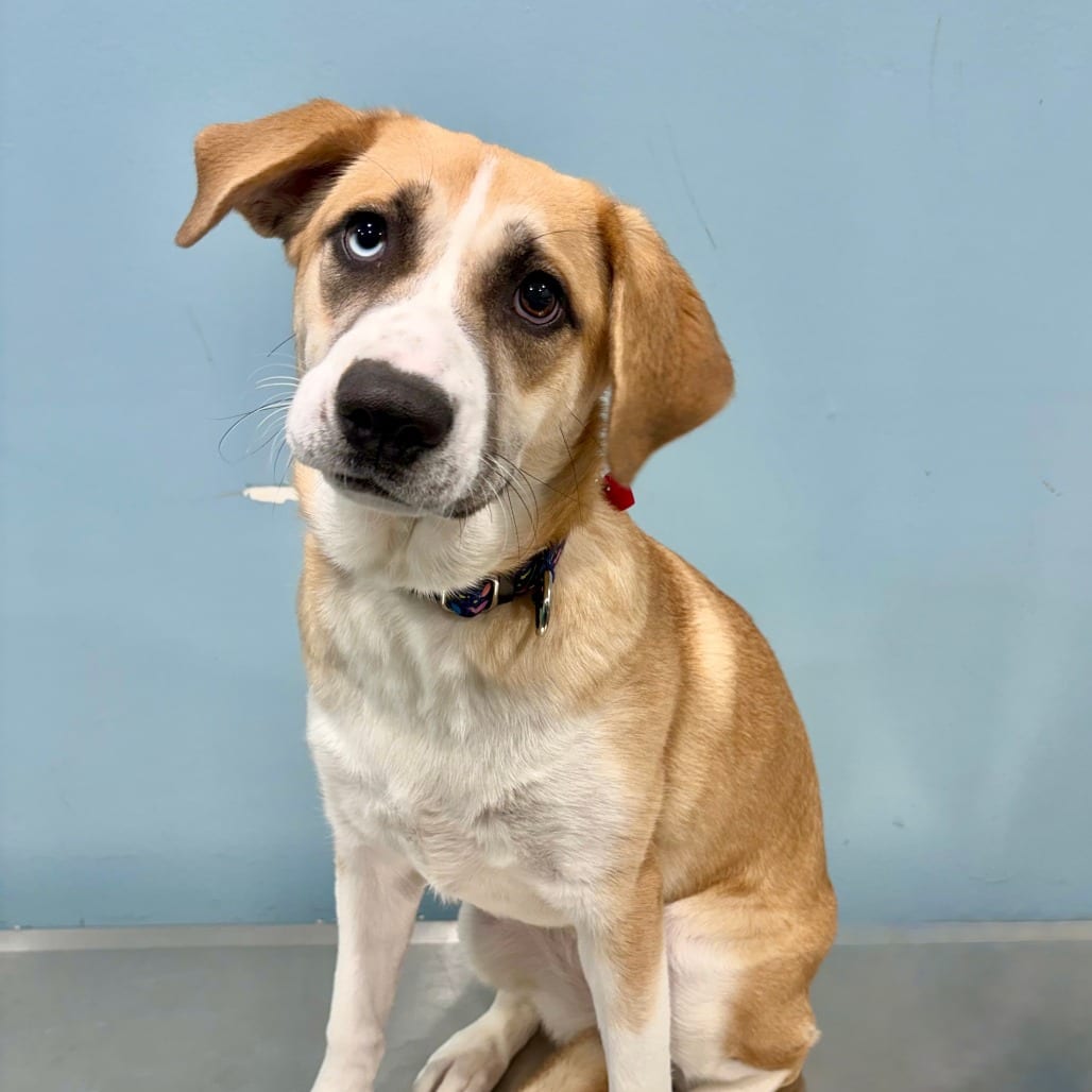 Photo of Feta, adoptable Mixed Breed (Medium) in Portland, Oregon
