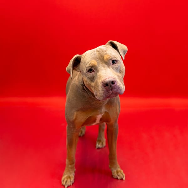 Photo of Ducky, adoptable Pit Bull cross in Lawrenceville, Georgia