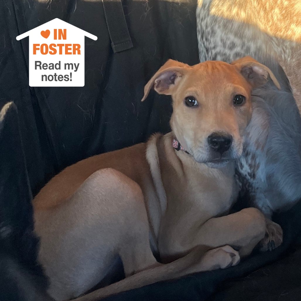 Photo of Justin Bieber, adoptable Retriever, Labrador / Mixed Breed (Medium) in Kanab, Utah