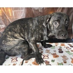 Photo of Dre, adoptable Pug Beagle in Chatsworth, California