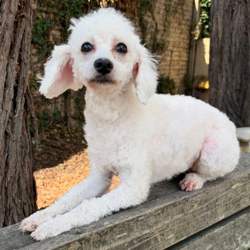 Photo of Flurry, adoptable Maltese in Oakland, California