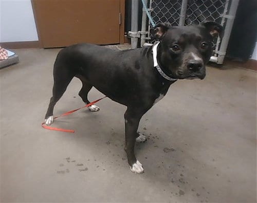 Photo of Xena, adoptable American Pit Bull Terrier in Phoenix, Arizona