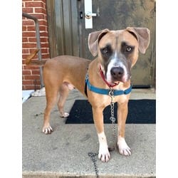 Photo of Manchego, adoptable Mixed Breed (Medium) in Washington, District of Columbia