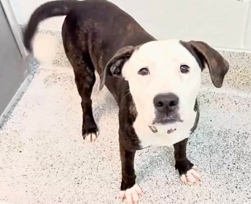 Photo of Otis, adoptable Pit Bull Terrier in Houston, Texas