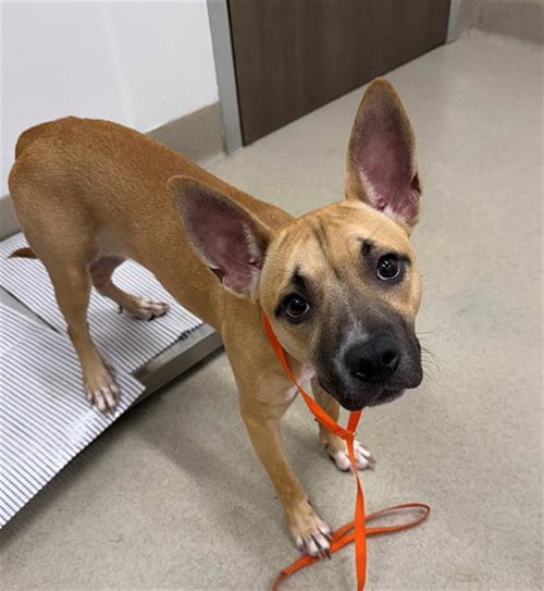 Photo of Meep, adoptable Staffordshire Bull Terrier in Baytown, Texas