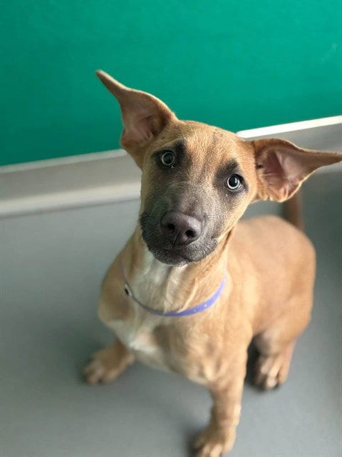 Photo of Lydia, adoptable Bull Terrier in Visalia, California