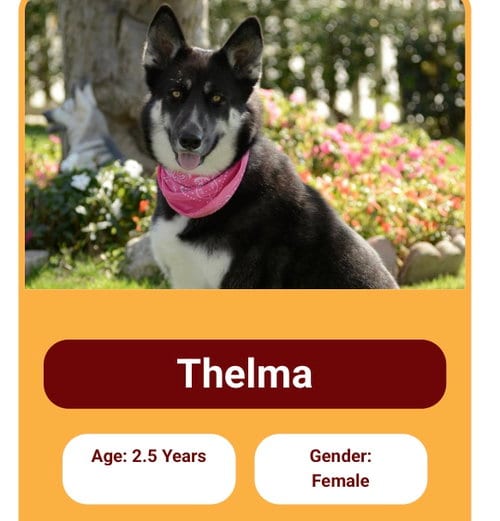 Photo of Thelma and Louise, adoptable German Shepherd Dog in Marina Del Rey, California