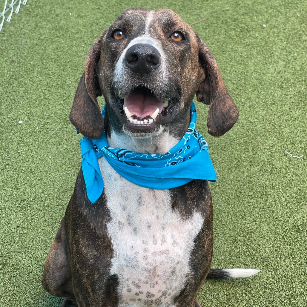 Photo of Rocky, adoptable Hound / Mix in Jacksonville, North Carolina
