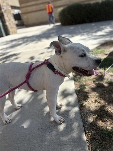 Photo of Isabella, adoptable Pit Bull Terrier in Riverside, California