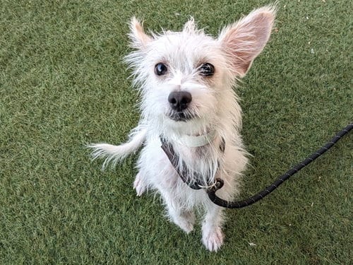 Photo of Lottie, adoptable Cairn Terrier in Phoenix, Arizona