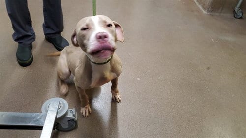 Photo of Baron, adoptable American Pit Bull Terrier in Aurora, Illinois
