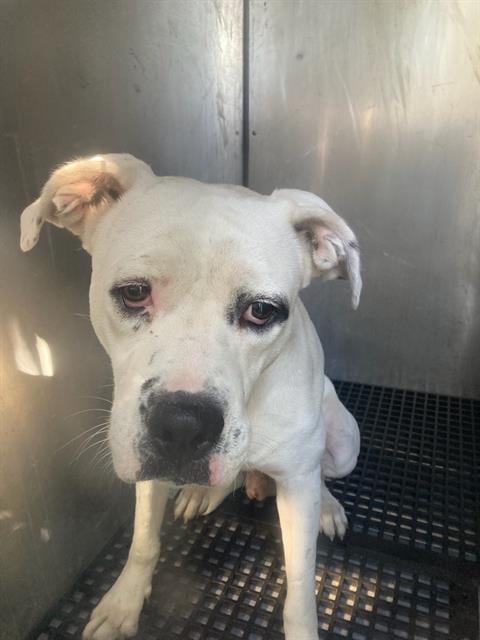Photo of Gordo, adoptable Pit Bull Terrier