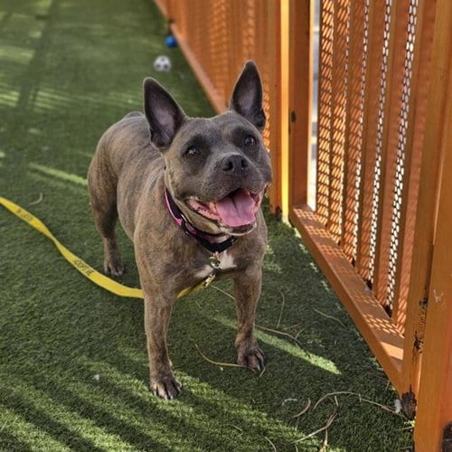 Photo of Nyla, adoptable Pit Bull Terrier in Las Vegas, Nevada