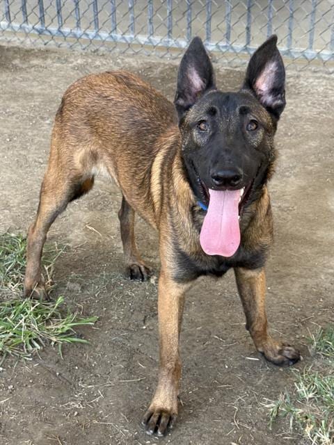 Photo of Silas, adoptable Belgian Shepherd Malinois in Riverside, California