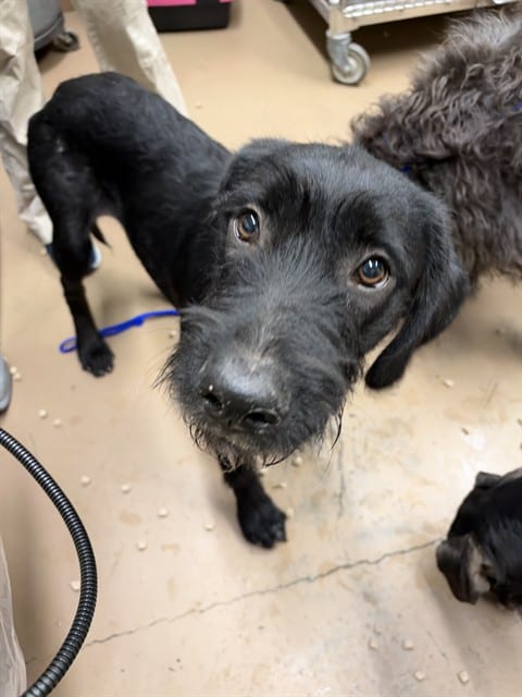 Photo of Bear, adoptable Schnauzer - Standard in Chicago, Illinois