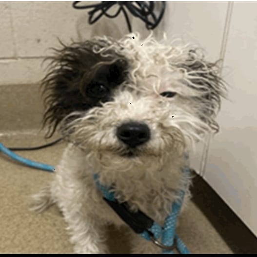 Photo of Winifred, adoptable Maltese / Mix in Buellton, California