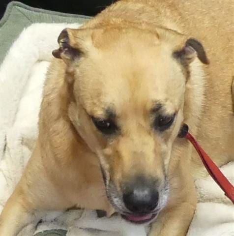 Photo of Wrinkles, adoptable German Shepherd Dog in Ukiah, California