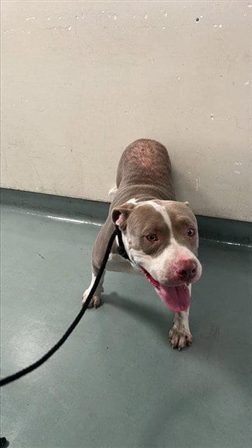 Photo of Sweet Boy, adoptable Pit Bull Terrier in Baldwin Park, California