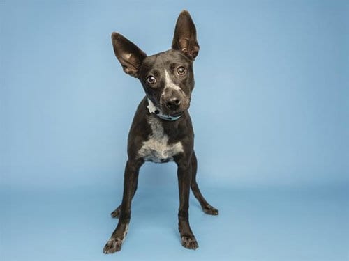 Photo of Billie, adoptable German Shepherd Dog in Phoenix, Arizona