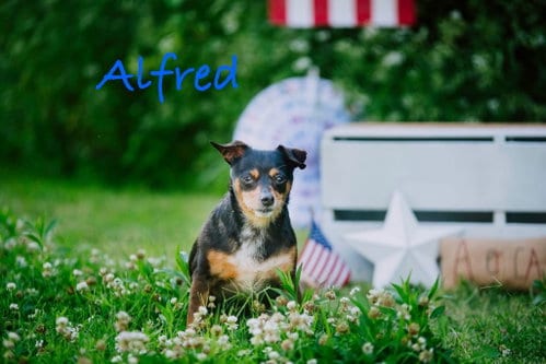 Photo of Alfred, adoptable Chihuahua in Topeka, Kansas