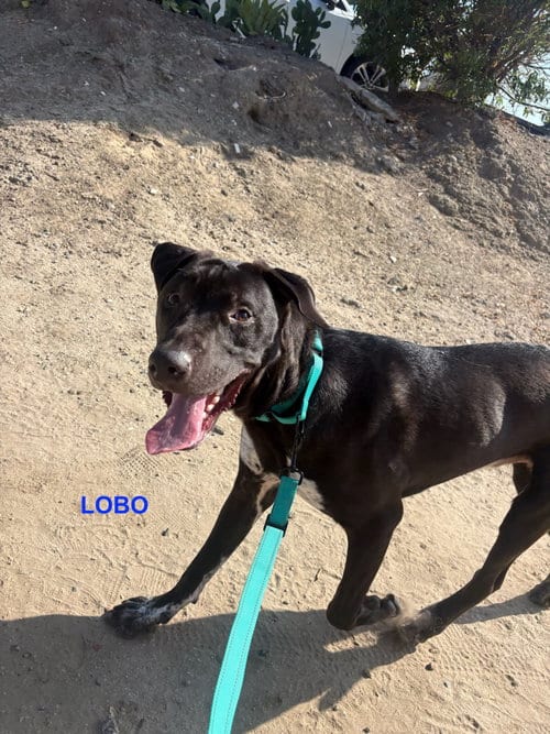 Photo of Lobo, adoptable Labrador Retriever in Woodland Hills, California