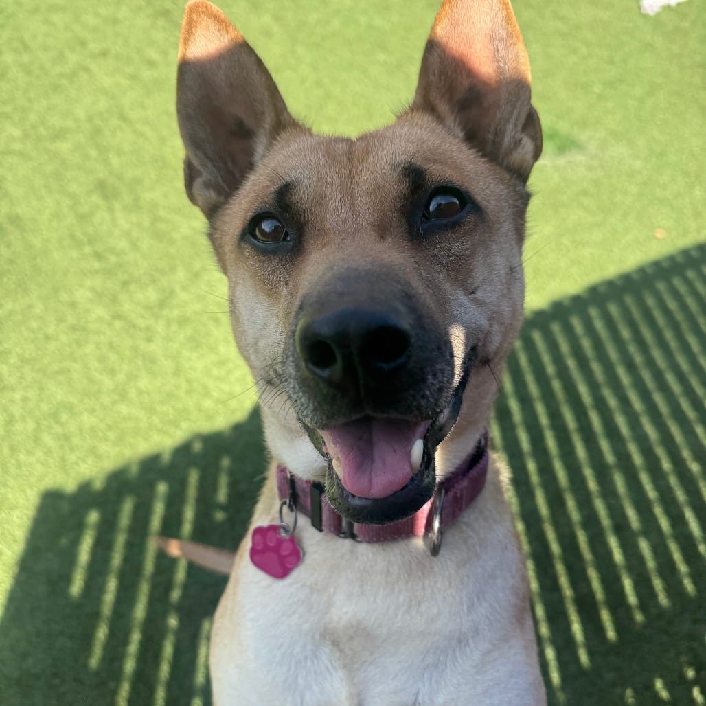 Photo of Eve, adoptable Carolina Dog / Mixed Breed (Medium) in Buellton, California