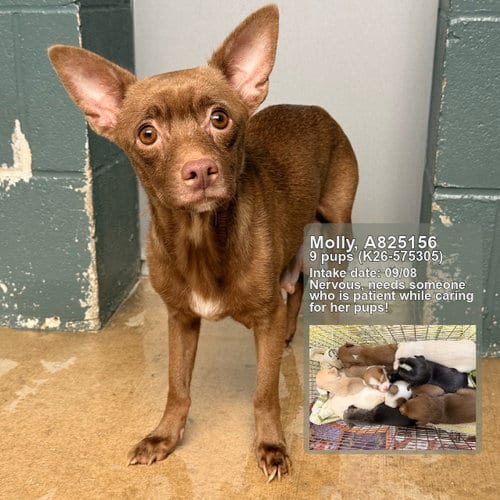 Photo of Molly, adoptable Chihuahua in San Antonio, Texas