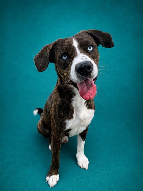Photo of Byrna, adoptable Terrier in Pearland, Texas