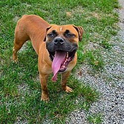 Photo of Dorff, adoptable Boxer Bulldog in Baton Rouge, Louisiana
