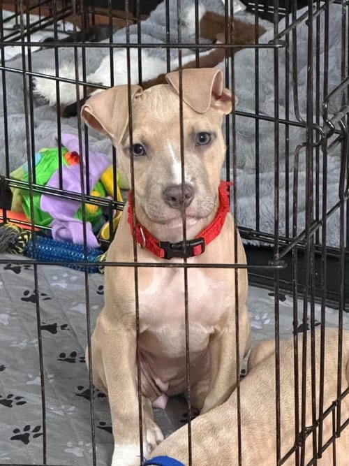 Photo of Bonnie (puppy), adoptable Pit Bull Terrier in Rockville, Maryland