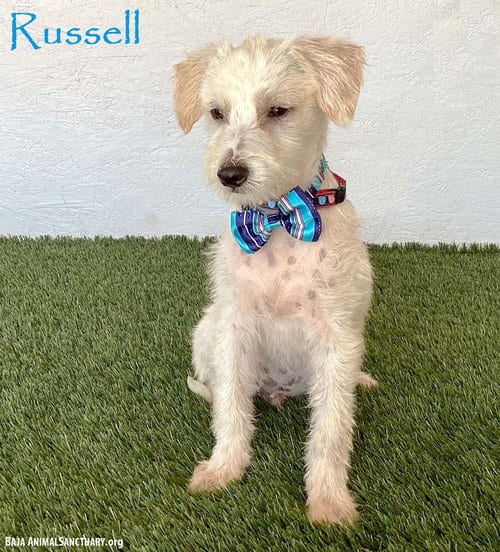 Photo of Russell, adoptable Jack Russell Terrier in San Diego, California