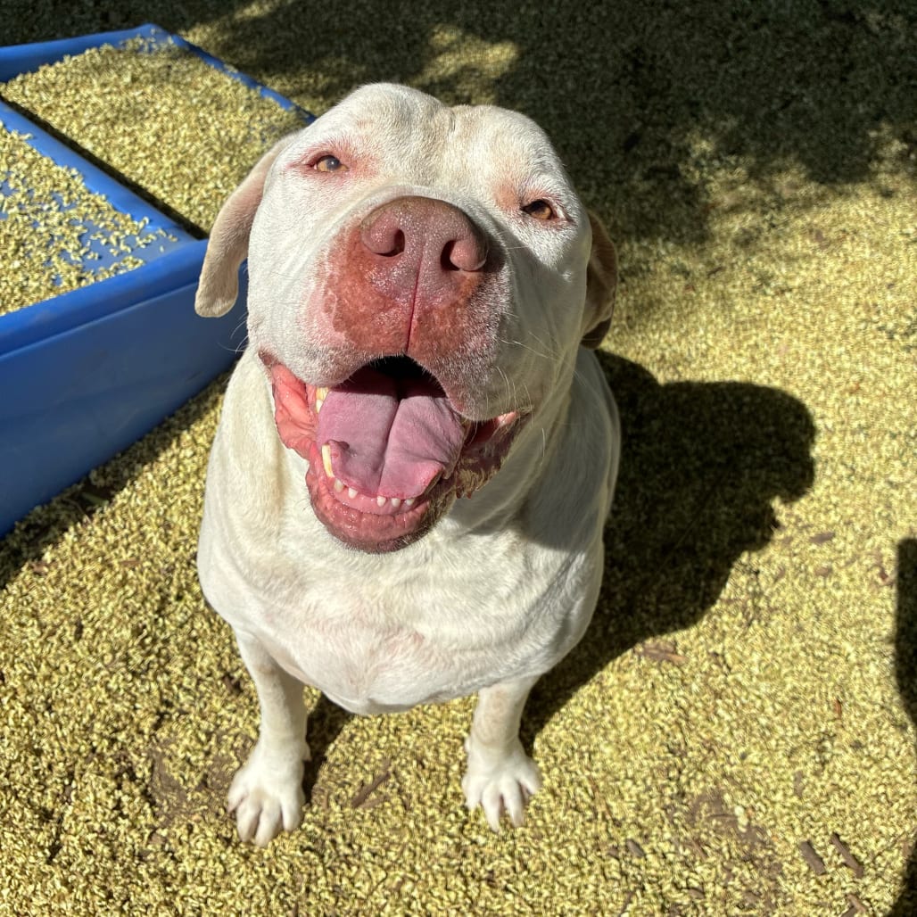 Photo of Sadot, adoptable Mixed Breed (Large) / Terrier, American Staffordshire in California, California