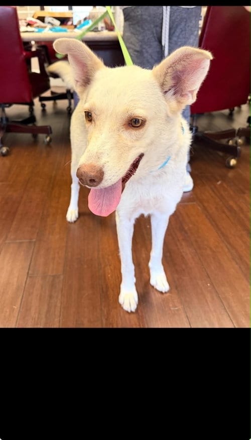 Photo of Carly - Carly Simon Litter mom, adoptable Husky in Holly Springs, North Carolina