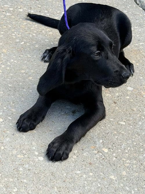 Photo of Artie, adoptable Labrador Retriever in Willingboro, New Jersey